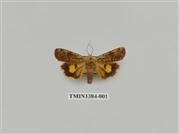 藏品(夜蛾科)的圖片